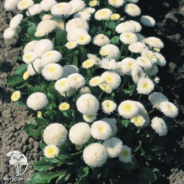 Маргаритка Хабанера белая