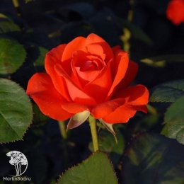 Роза флорибунда Холстайн