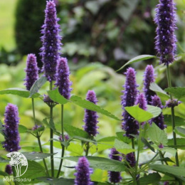 Лофант Франт