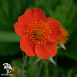 Гравилат Огненный шар чилийский 