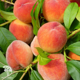 Особенности и характеристики сорта персика Донецкого белого, советы по его посадке и уходу, отзывы садоводов Персик Донецкий белый особенности и характеристики сорта правила посадки выращивание и уход отзывы