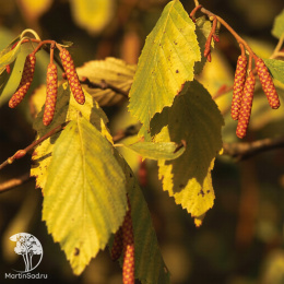 Ольха чёрная Аурея