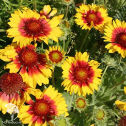 Гайлардия Примавера (крупноцветковая, сочно-желтая с красным основанием и красно-коричневым центром) Евро