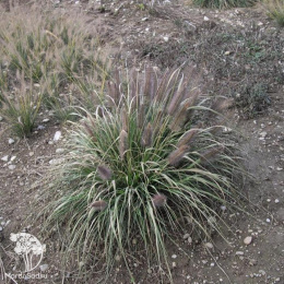 Пеннисетум лисохвостный Нэшнл Арборетум
