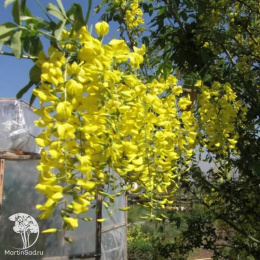 Бобовник анагиролистный
