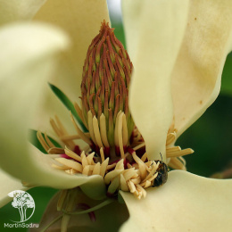 Магнолия трёхлепестная