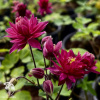 Aquilegia vulgaris Clementine Red Аквилегия обыкновенная Клементин Ред фото 4 