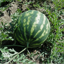 Арбуз Волгоградец КРС 90