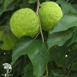 Маклюра (Адамово яблоко) оранжевая