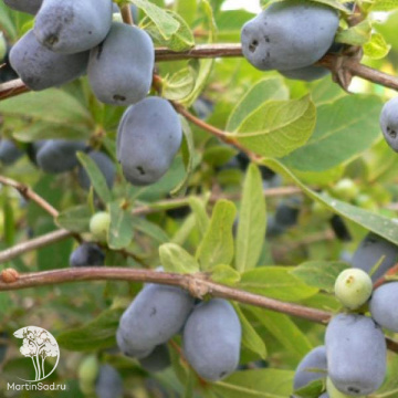 Фото Жимолость камчатская Войтек