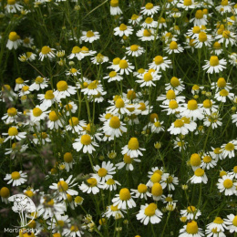 Ромашка аптечная Романов цвет ---  Целебный чай
