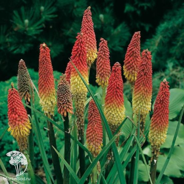 Фото Книфофия ягодная Микс (смесь: алых, оранжевых, жёлтых и кремовых)