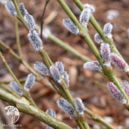 Ива пурпурная Хоуки