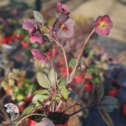 Морозник Айс эн Роузес Корвина