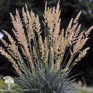 Фото Коелерия сизая Кулио