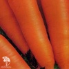 Морковь Алтаир фото 2 