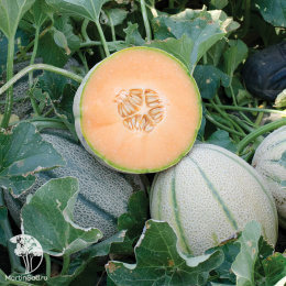 Дыня Блонди F1 15 шт. автор.