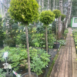 Туя западная Ауресценс на штамбе