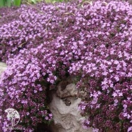 Фото Тимьян пурпурно-фиолетовый серия Альпийская горка