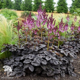 Астильба Арендса Дарк Сайд оф зе Мун