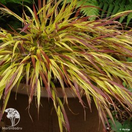 Хаконехлоа большая Маллед Вайн