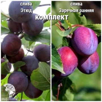 Фото Сверхвыгодный комплект! Слива Этюд + опылитель слива Заречная ранняя