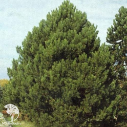 Сосна чёрная Pinus nigra