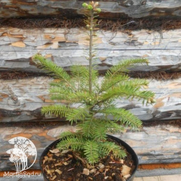 Пихта белая / европейская в контейнере