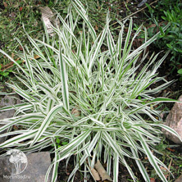 Бухарник мягкий Альбовариегатус