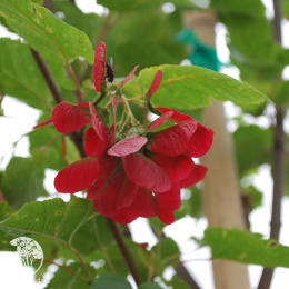 Клён татарский Хот Вингс