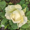  Роза чайно-гибридная Пур Блонд фото 2 