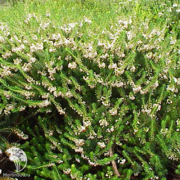 Эрика блуждающая Альба