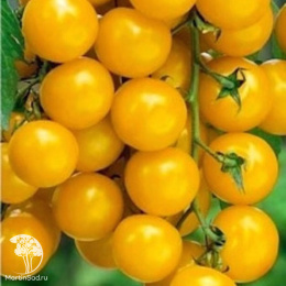 Томат Вишня желтая +Вишня красная (серия Дуэт)