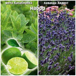 Набор для чая мята Касабланка + лаванда Хидкот