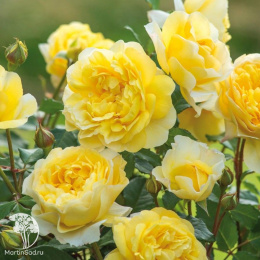 Роза парковая Зе Поэтс Вайф