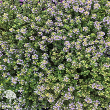 Фото Thymus pulegioides Goldy Тимьян лимоннопахнущий Голди