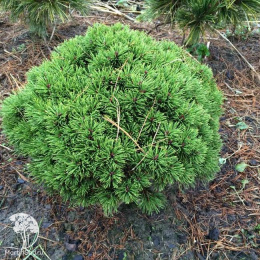 Сосна горная Сан Себастьян