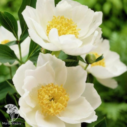 Пион травянистый Ян ван Левен