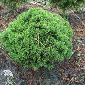Фото Сосна горная Сан Себастьян