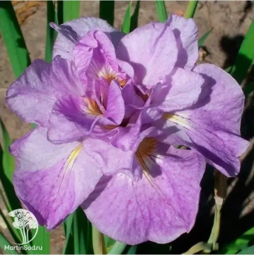 Фото Ирис сибирский Ригамароле