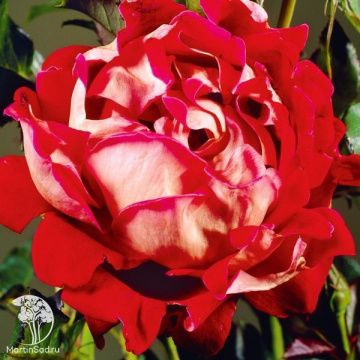 Фото Rose Floribunda 'Mystique Ruffle's' Роза флорибунда Мистик Раффлс (4-5 лет, С-20, A/20/5, П/Т8/А/11)