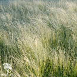 Ковыль перистый