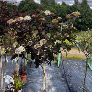 Фото Пузыреплодник калинолистный Диабло на штамбе