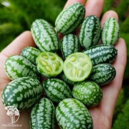 Мелотрия (Мышиная дыня) Микки