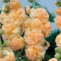 Шток-роза Персиковая мечта