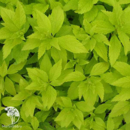 Спирея густоцветковая японская Дабл Плэй Голд Ян