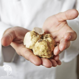 Трюфель белый или итальянский