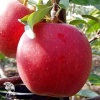 Яблоня обыкновенная Гала фото 1 