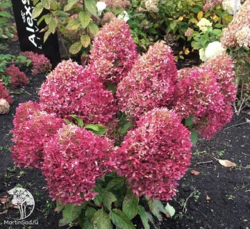 Фото Гортензия метельчатая Роял Флауэр