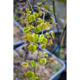 Цесцис канадский Каскадинг Хартс